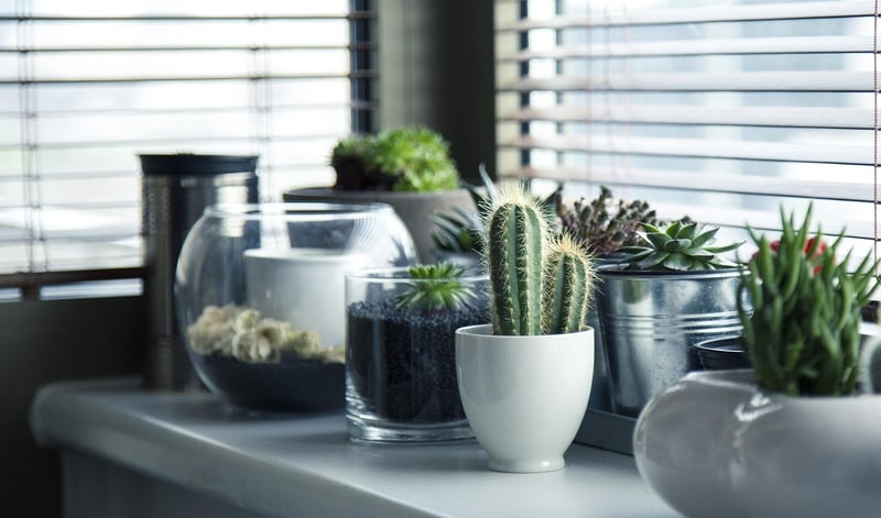 Sorcerer's Plant Arrangements